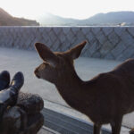 The deer on Miyajima can be a bit of a pest. This one was chewing and swallowing our map when I snapped this picture.