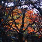 The last of the changing leaves peek through the barren winter branches