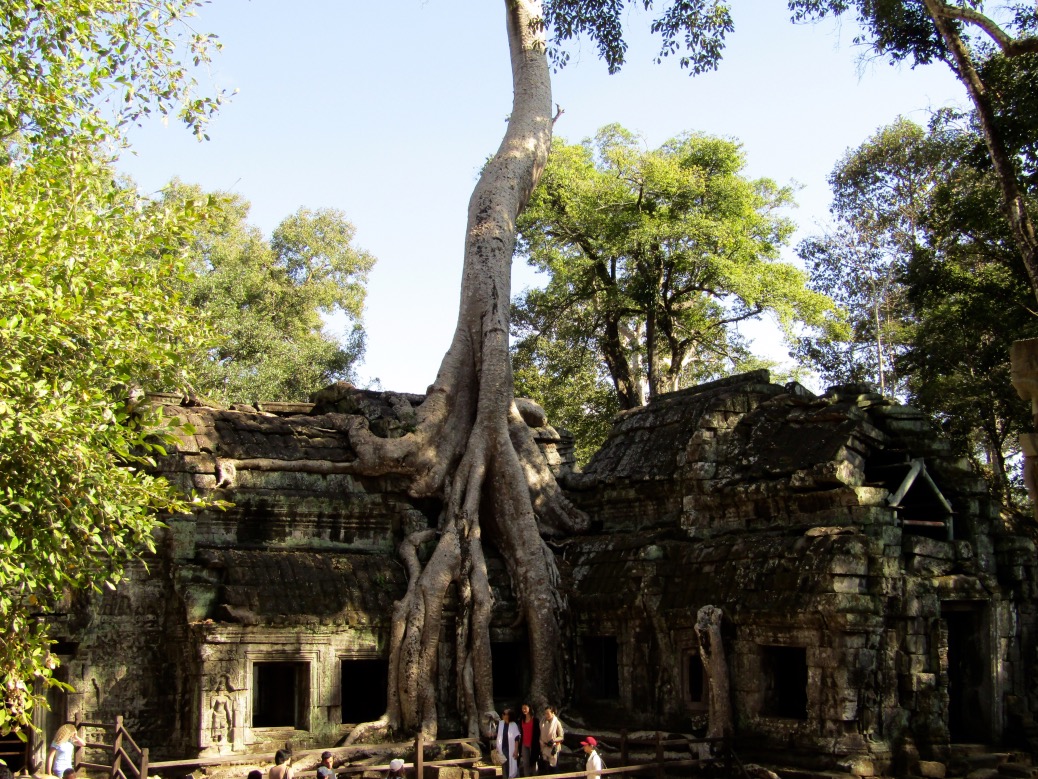 Day 3 of our Siem Reap adventure took us to some of the less-restored gems of Angkor, including Ta Prohmーthe 800-year-old co-star of Angelina Jolie in the first Tomb Raider movie. Many of the buildings have been reclaimed by the jungle, the sprawling roots of Spung trees tearing apart the temple brick by brick.