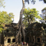 The famous "Tomb Raider Tree" at Ta Prohm. Many structures in the temple have been swallowed by the large Spung trees.