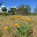 Wildflowers along the Catherine Creek Universal Access Trail in Lyle, Wash.