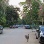 My neighborhood. The stray dog breed is called Baladi. My landlady has several dogs and cats she has adopted.