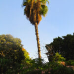 A palm and greenery in my neighborhood.