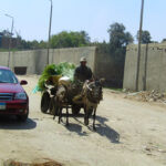 A local farmer in the Giza neighborhood near the school. Shot out the school bus.