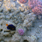 Looking down on shallow coral.