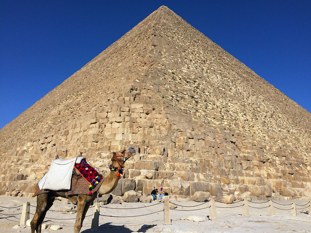 A camel poses in front of the Great Pyramid.