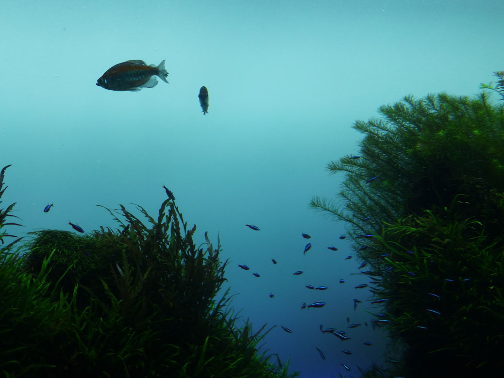 Fish tank at Sumida Aquarium